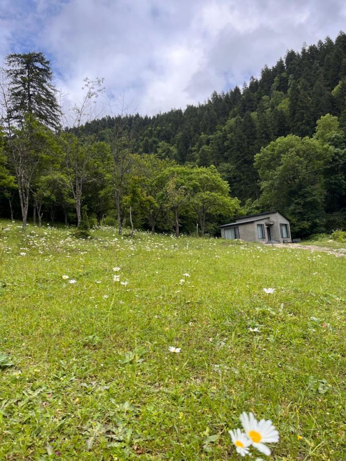 Cozy House In The Forest Borjomi Εξωτερικό φωτογραφία